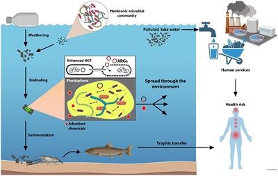 Freshwater plastisphere: a review on biodiversity, risks, and biodegradation potential with implications for the aquatic ecosystem health